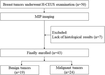 Maximum intensity projection based on high frame rate contrast-enhanced ultrasound for the differentiation of breast tumors